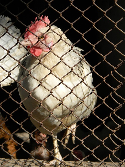 东契奇的表 东契奇的表